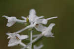 Snowy orchid